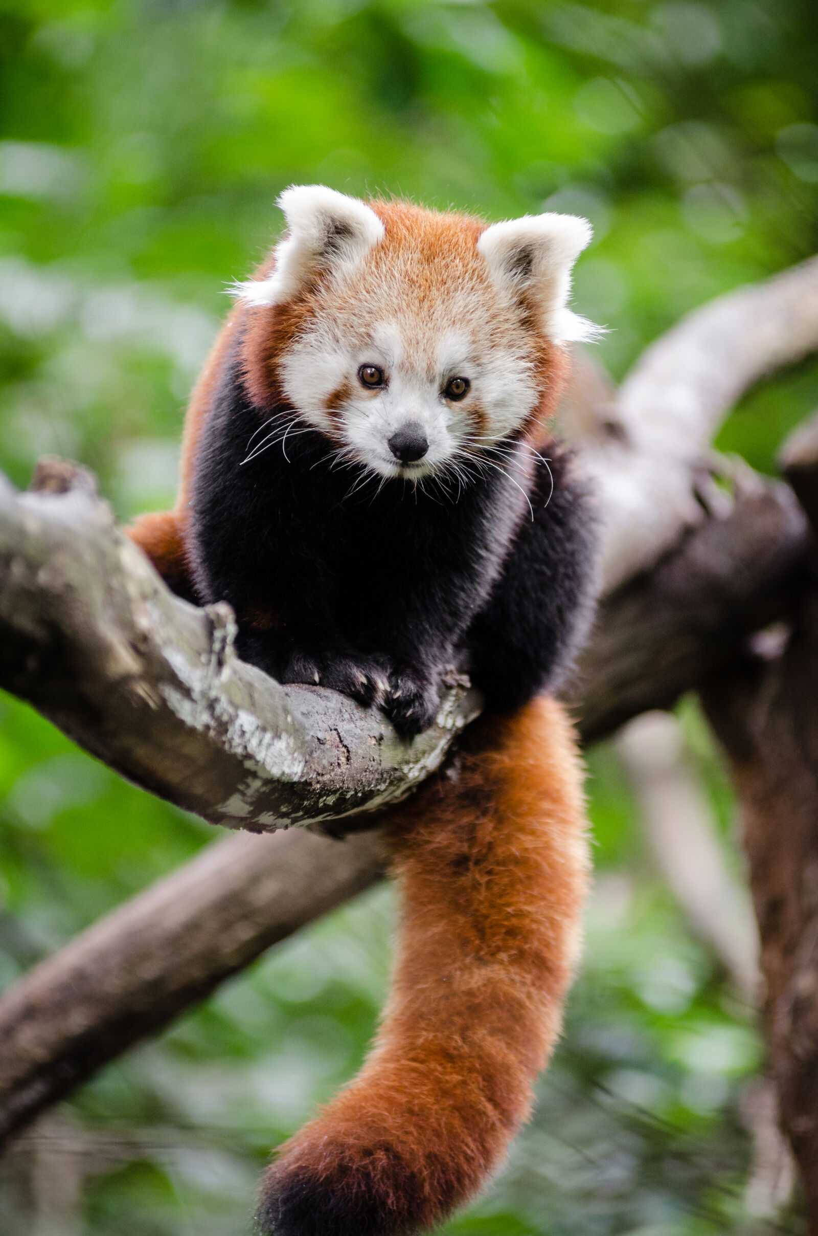 AF Zoom-Nikkor 80-200mm f/2.8 ED sample photo