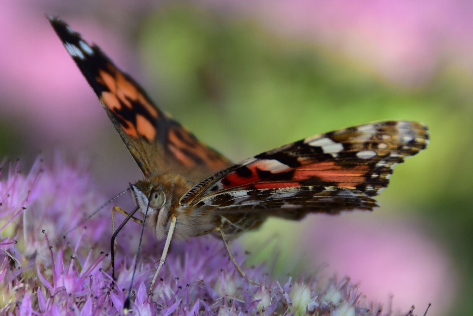 Nikon D7200 sample photo. Butterfly, flora and fauna photography
