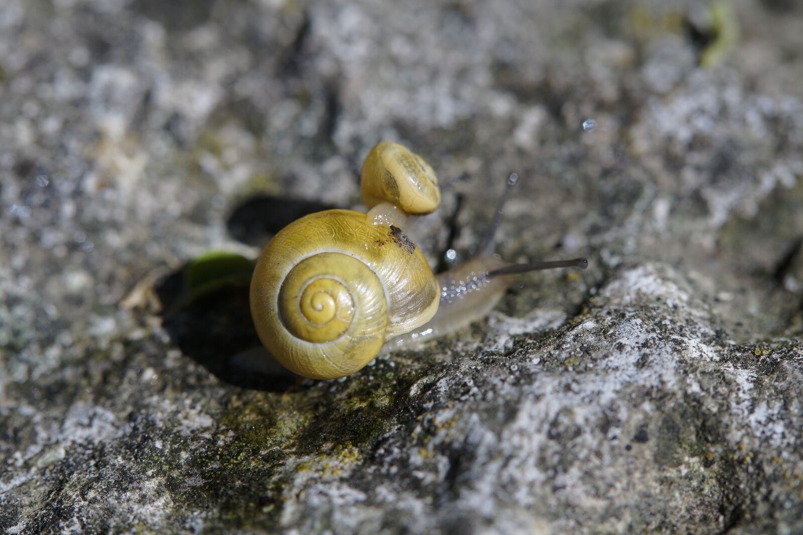 Tamron SP AF 60mm F2 Di II LD IF Macro sample photo. Snail, casing, shell photography