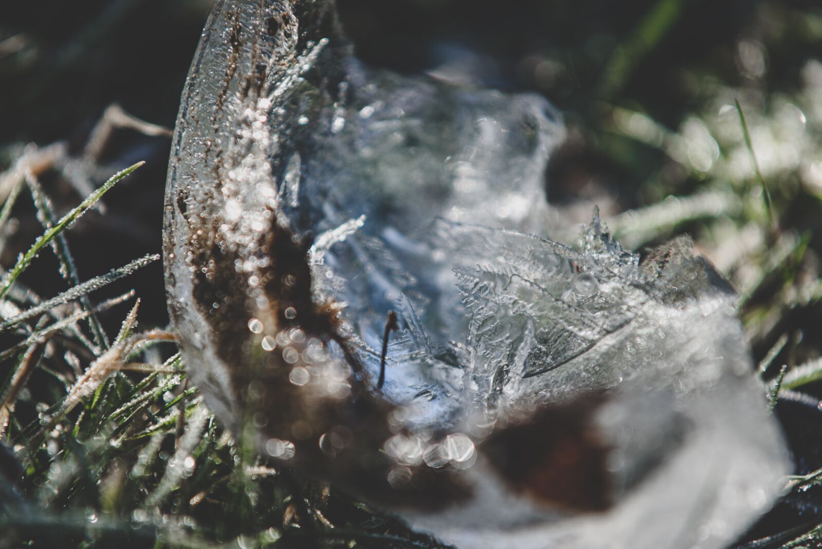 Nikon D750 sample photo. Meadow, ice, piece of photography
