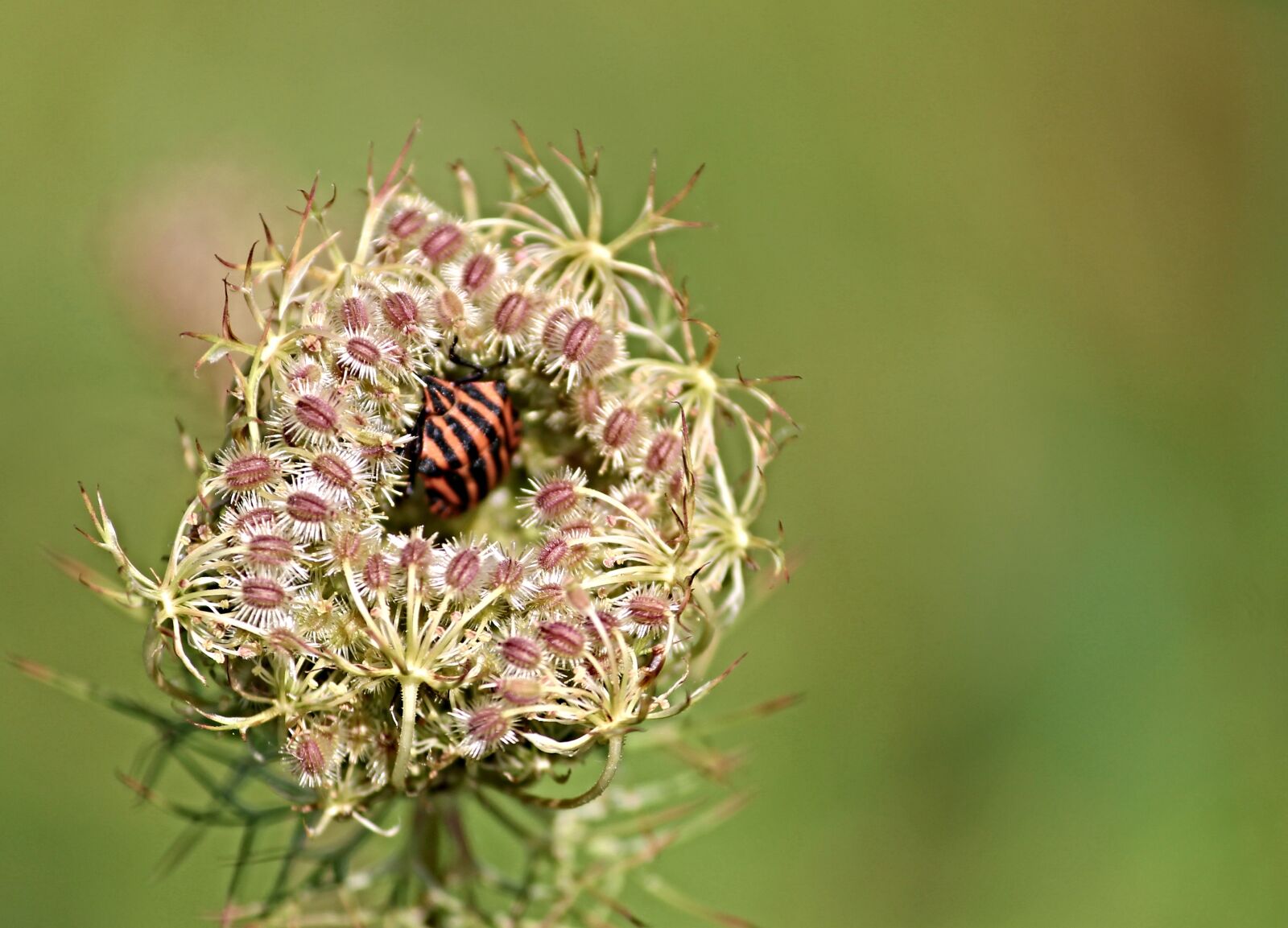 Canon EOS 1100D (EOS Rebel T3 / EOS Kiss X50) sample photo. Bug, strip bug, graphosoma photography