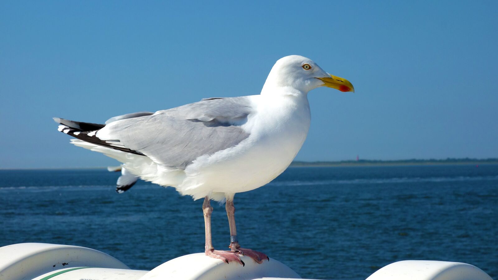 Sony Cyber-shot DSC-RX100 sample photo. Seagull, bird, wadden sea photography