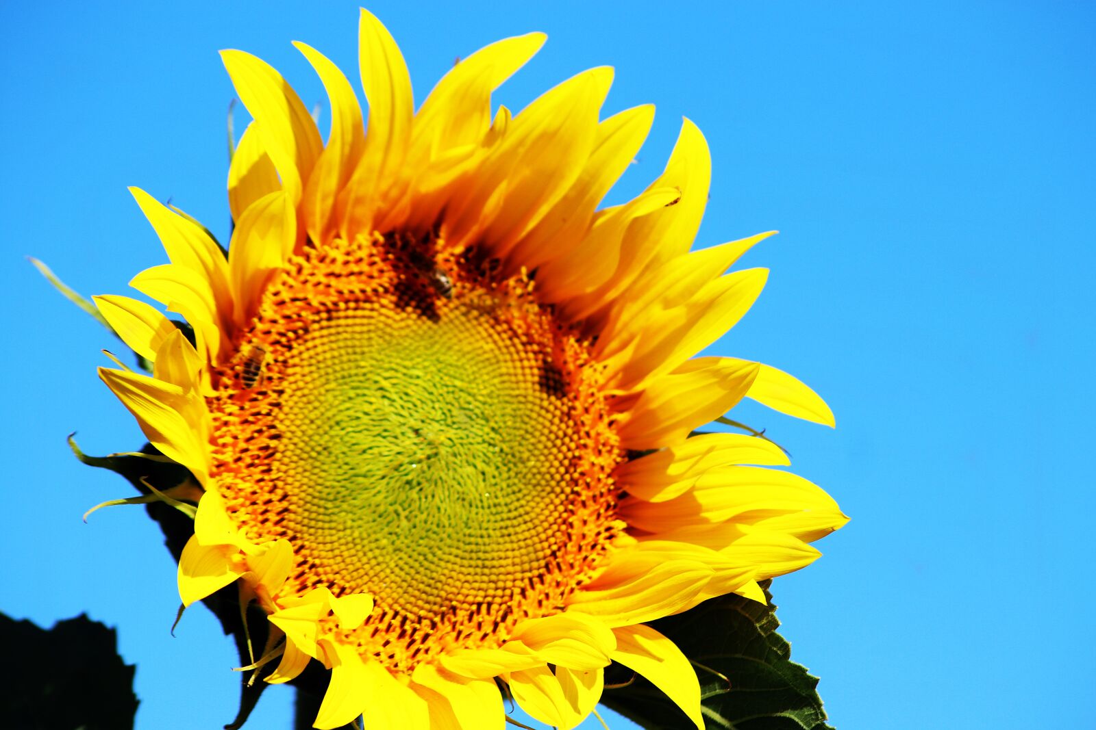 Canon EOS 200D (EOS Rebel SL2 / EOS Kiss X9) sample photo. Sunflower, summer, color photography