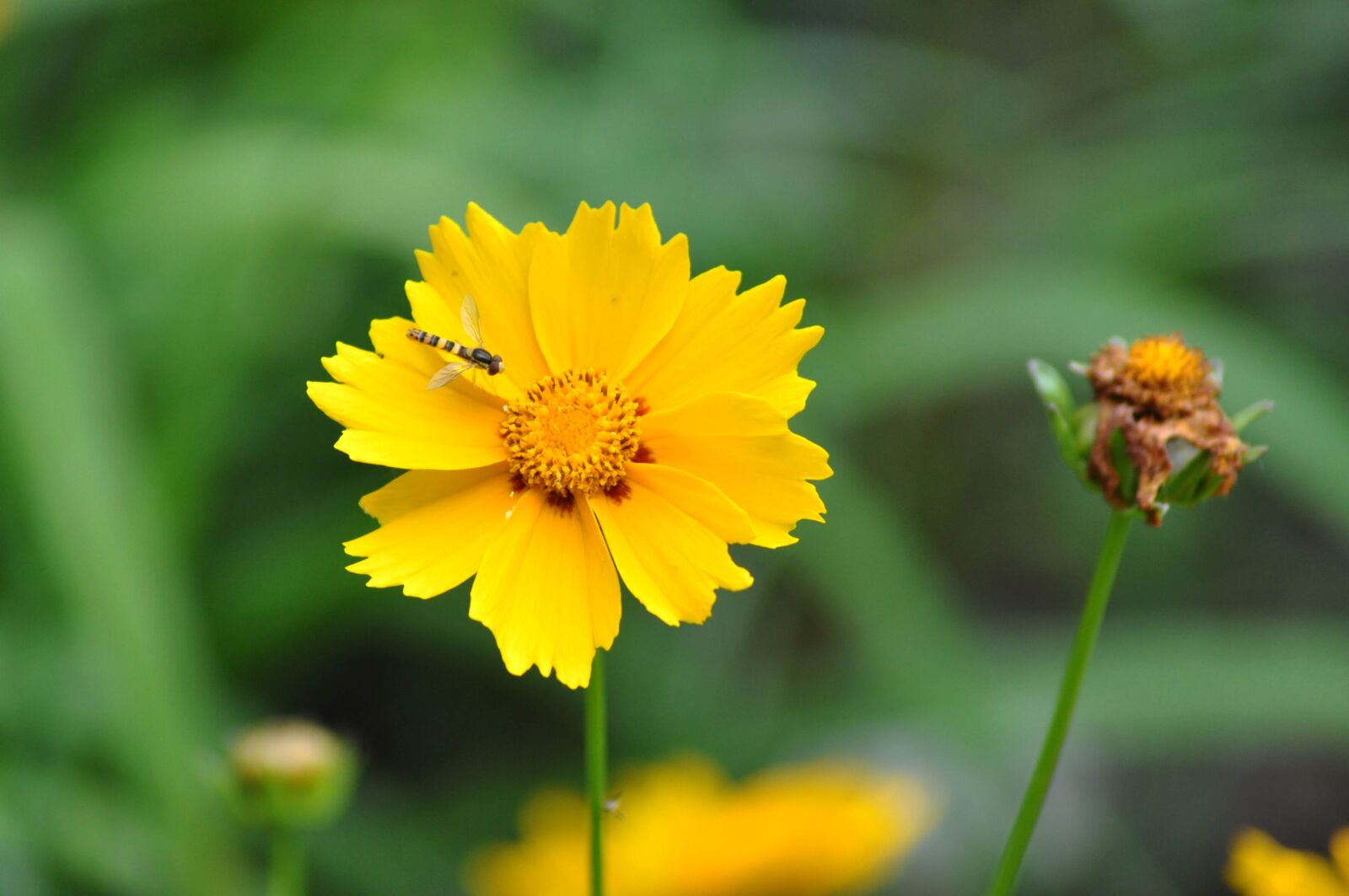 Nikon D90 sample photo. Nature, plant, summer photography