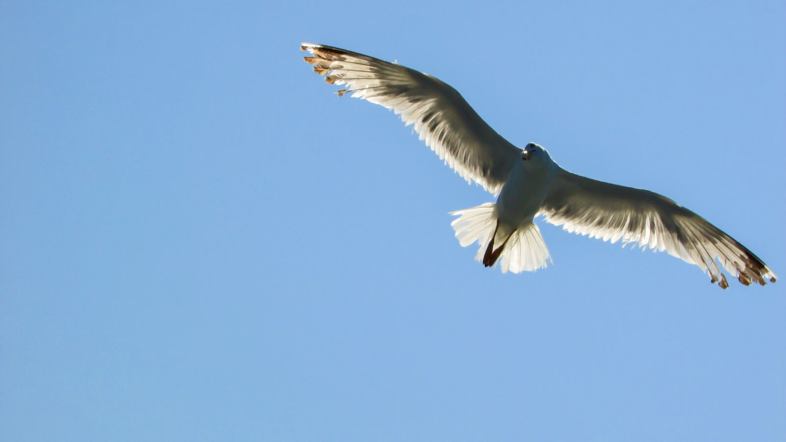Canon PowerShot SX400 IS sample photo. Seagull, sea bird, white photography