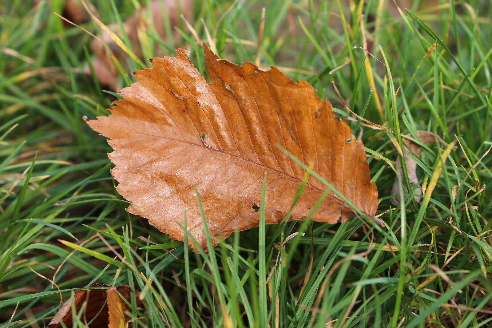 Canon EF 24-105mm F3.5-5.6 IS STM sample photo. Brown leaf, grass, season photography