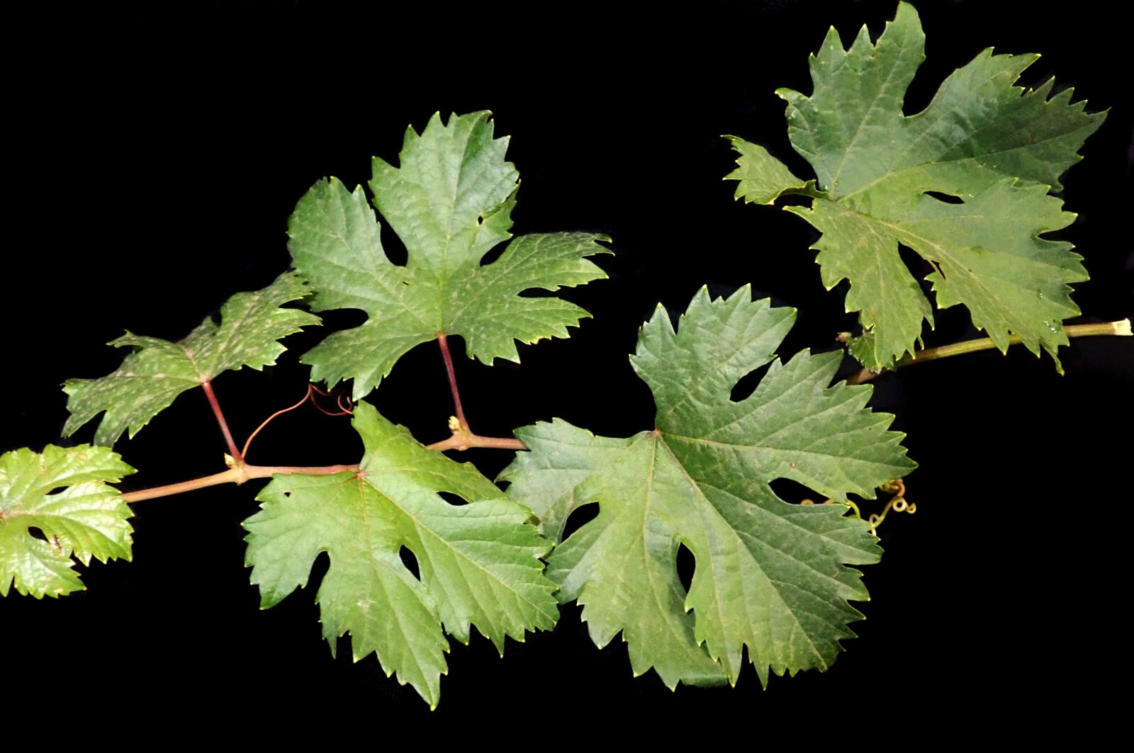 Olympus TG-5 sample photo. Leaves, grape, foliage photography