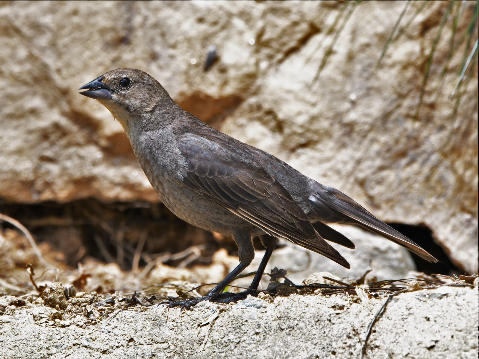 Nikon D850 sample photo. Bird, songbird, brown photography