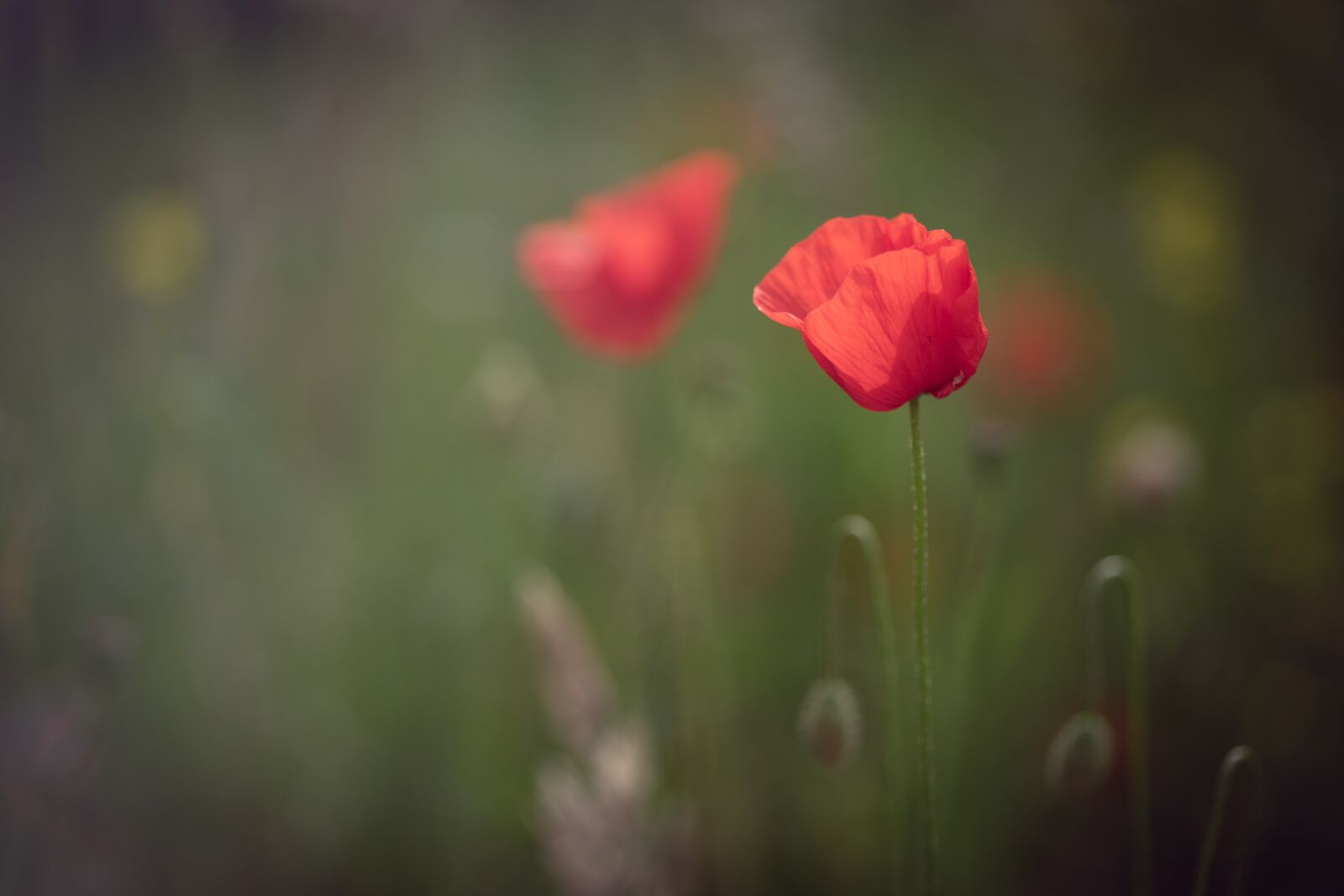 Sony a7 sample photo. Poppy, spring, summer photography