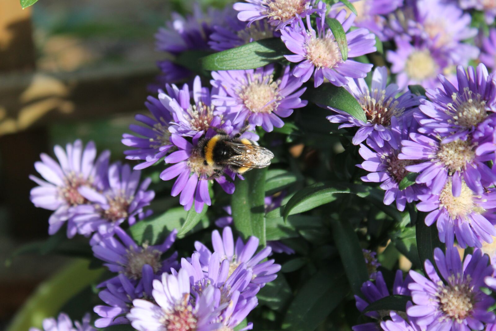 Canon EOS 1100D (EOS Rebel T3 / EOS Kiss X50) sample photo. Hummel, flowers, purple photography