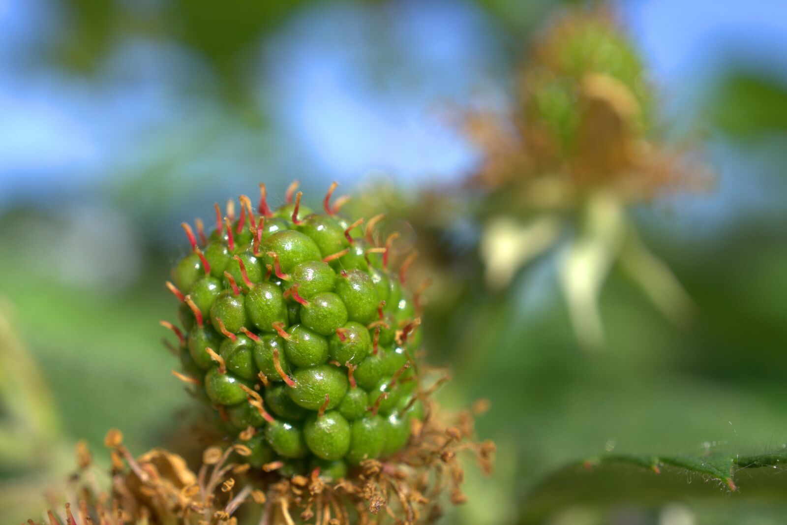 Sony E 30mm F3.5 Macro sample photo. Blackberry, immature, nature photography