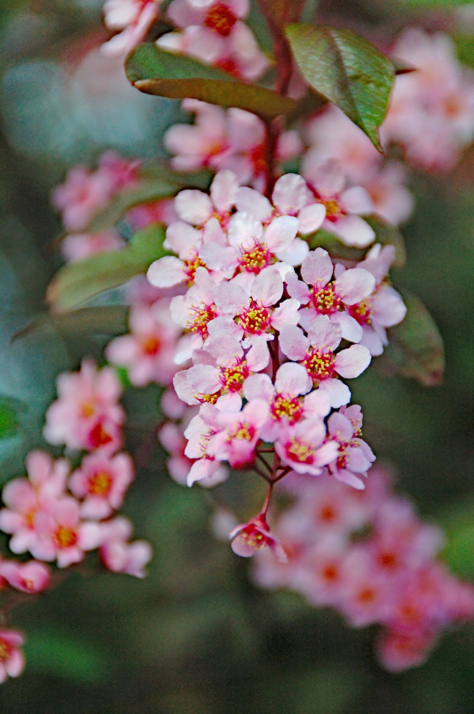 Nikon D50 sample photo. Nature, plant, garden photography