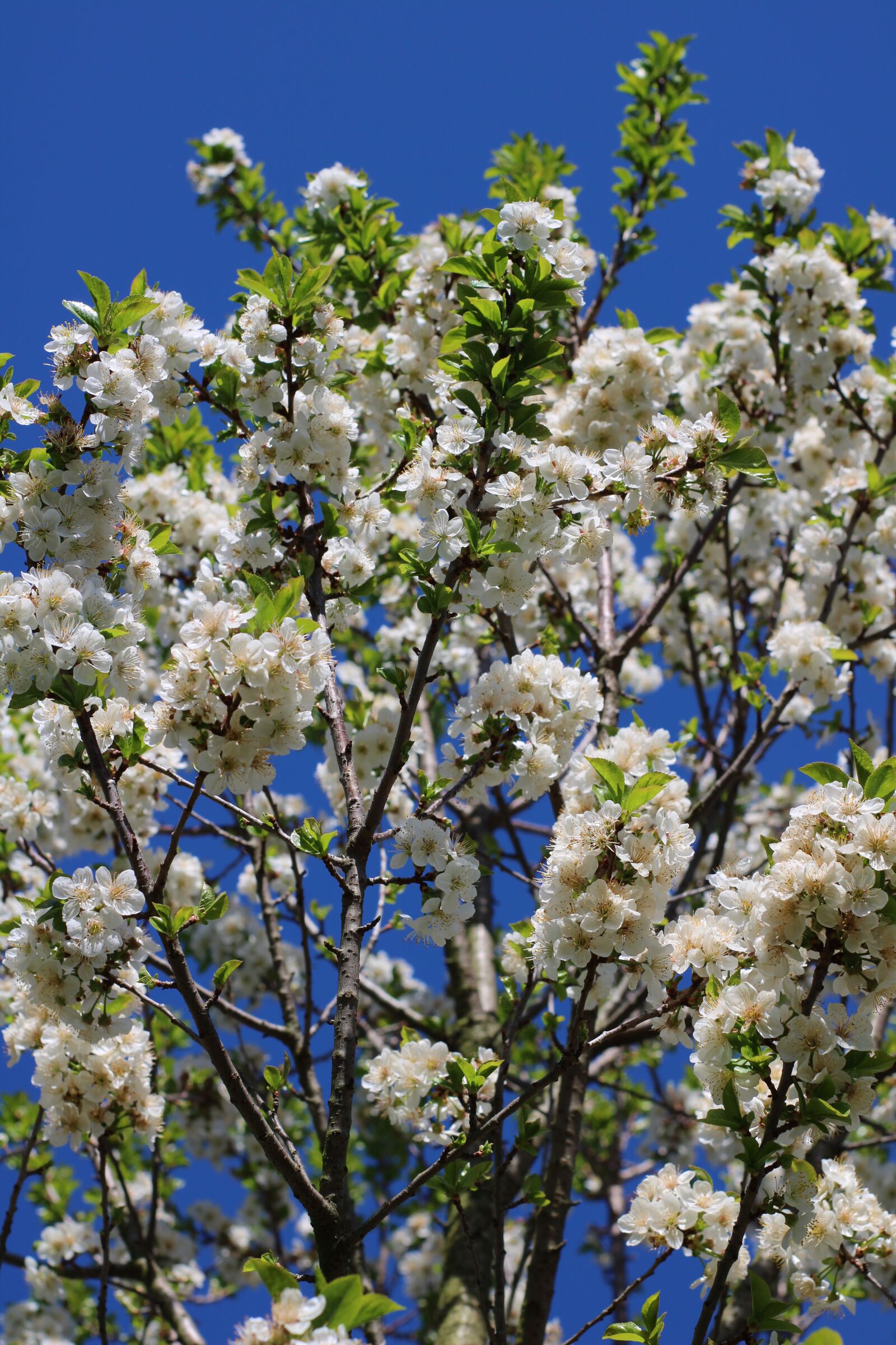 Canon EOS 2000D (EOS Rebel T7 / EOS Kiss X90 / EOS 1500D) sample photo. Cherry, color, spring photography