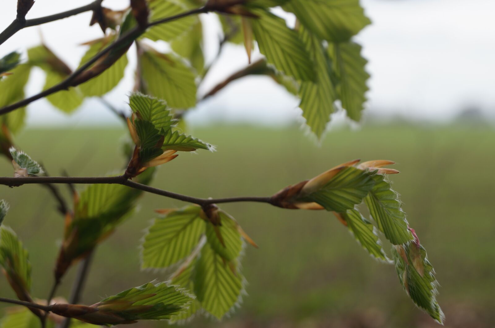 Sony SLT-A57 sample photo. Leaf, wood, natural photography