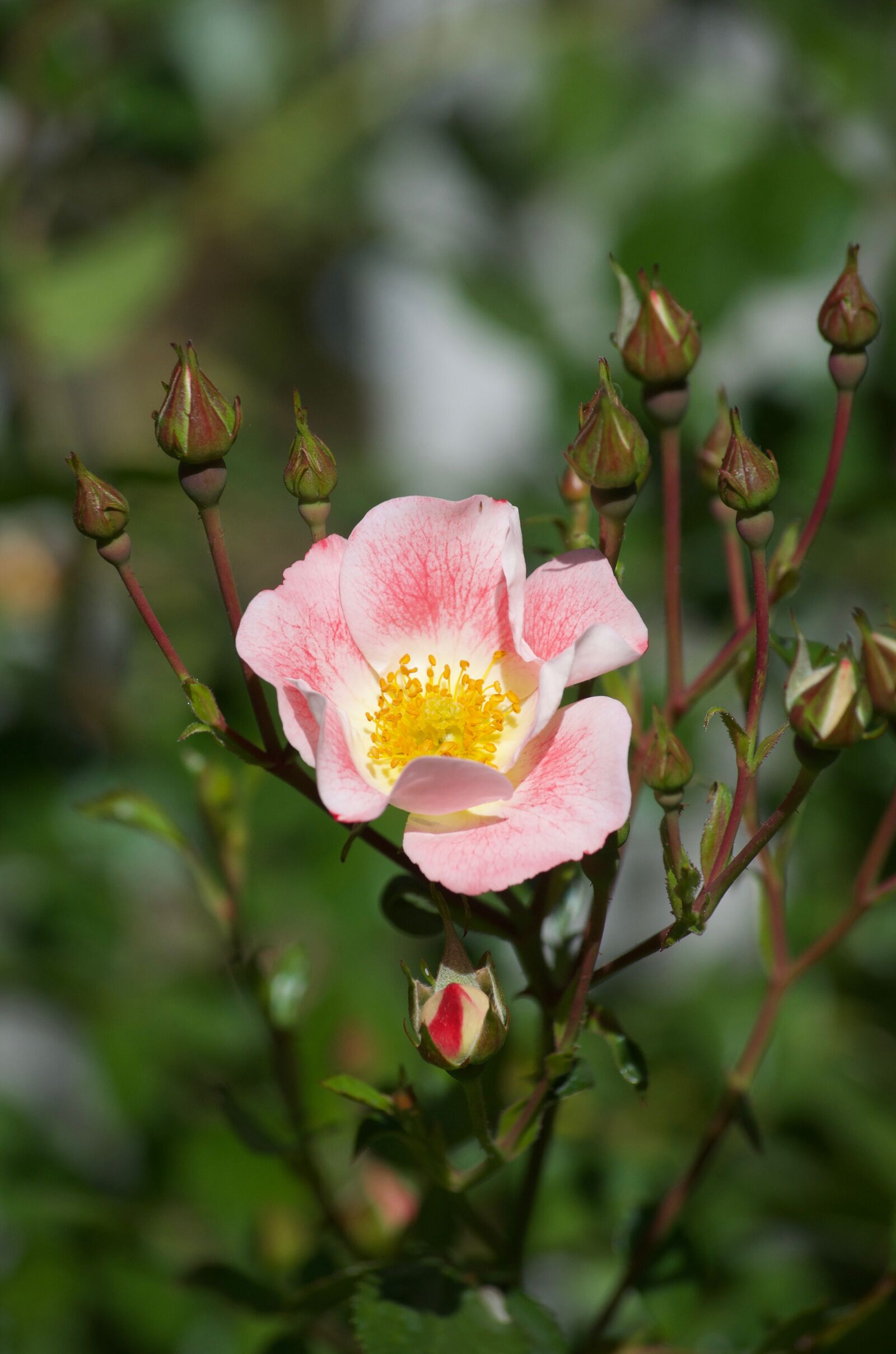 Nikon D5100 sample photo. Bloom, blooming, flowers, blooms photography