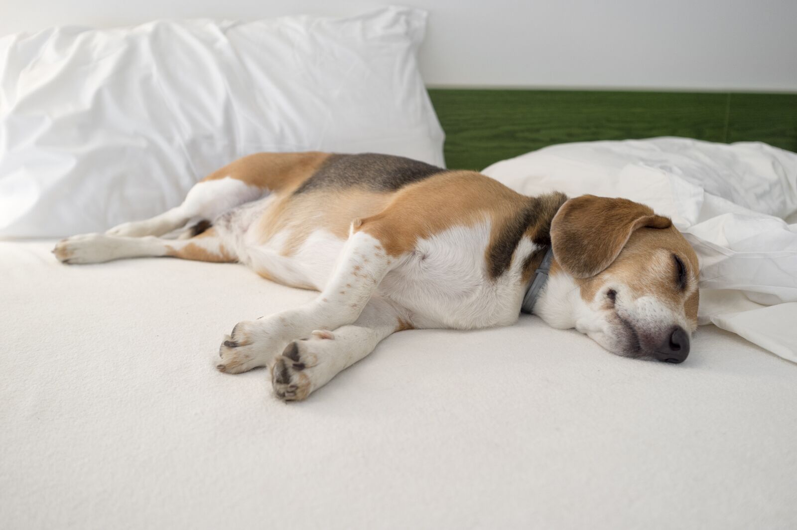 Fujifilm FinePix X100 sample photo. Beagle, dog, animal photography