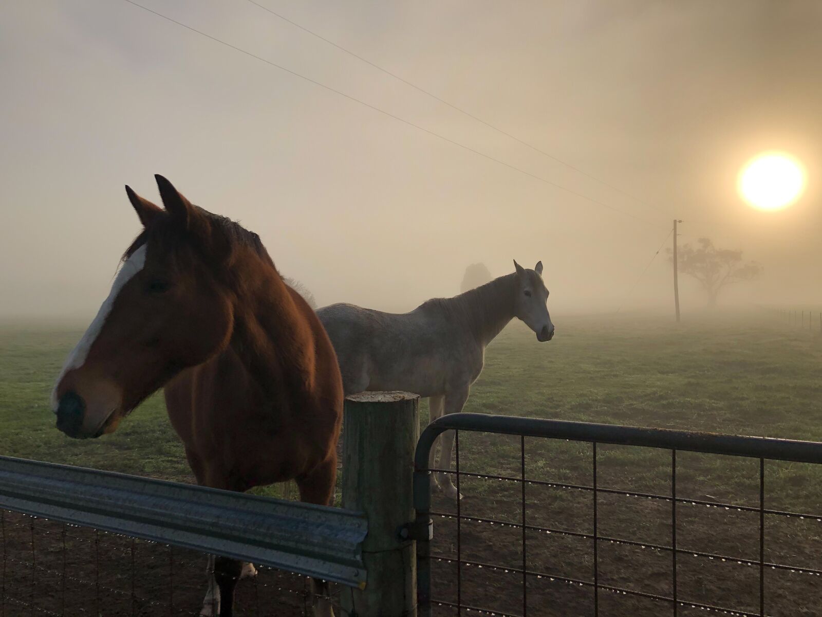 iPhone X back dual camera 4mm f/1.8 sample photo. Horses, sunrise, fog photography