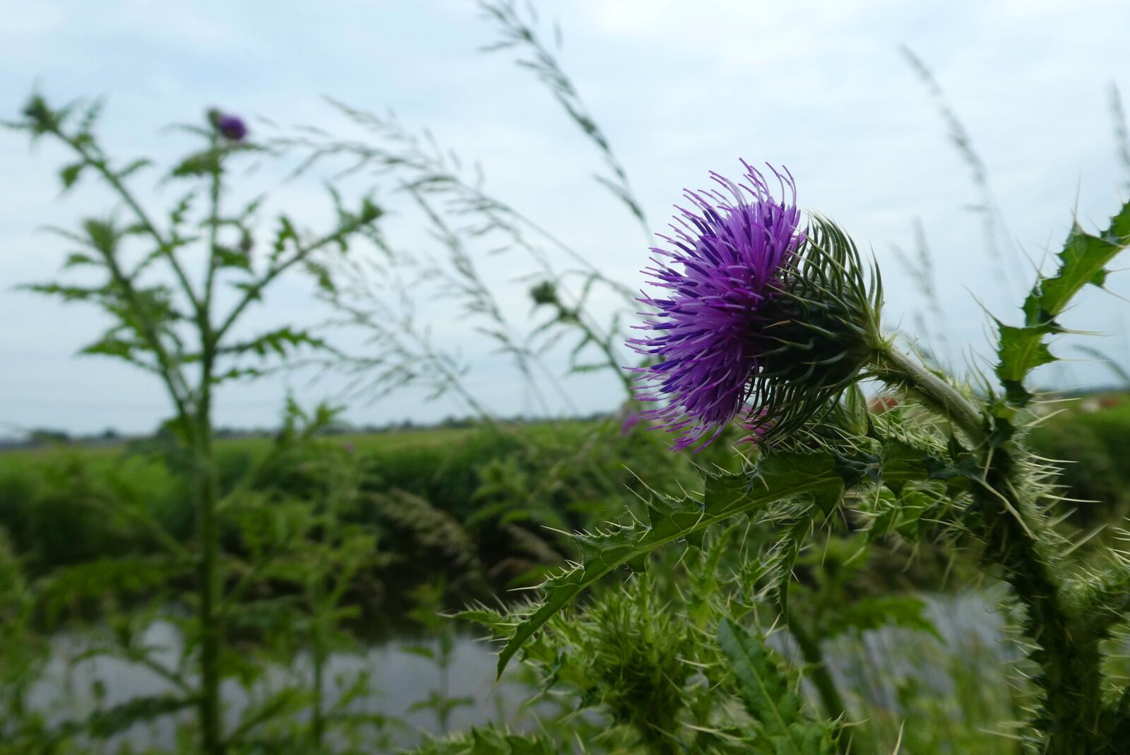 Panasonic Lumix DC-ZS70 (Lumix DC-TZ90) sample photo. Thistle, flowering plant, berm photography