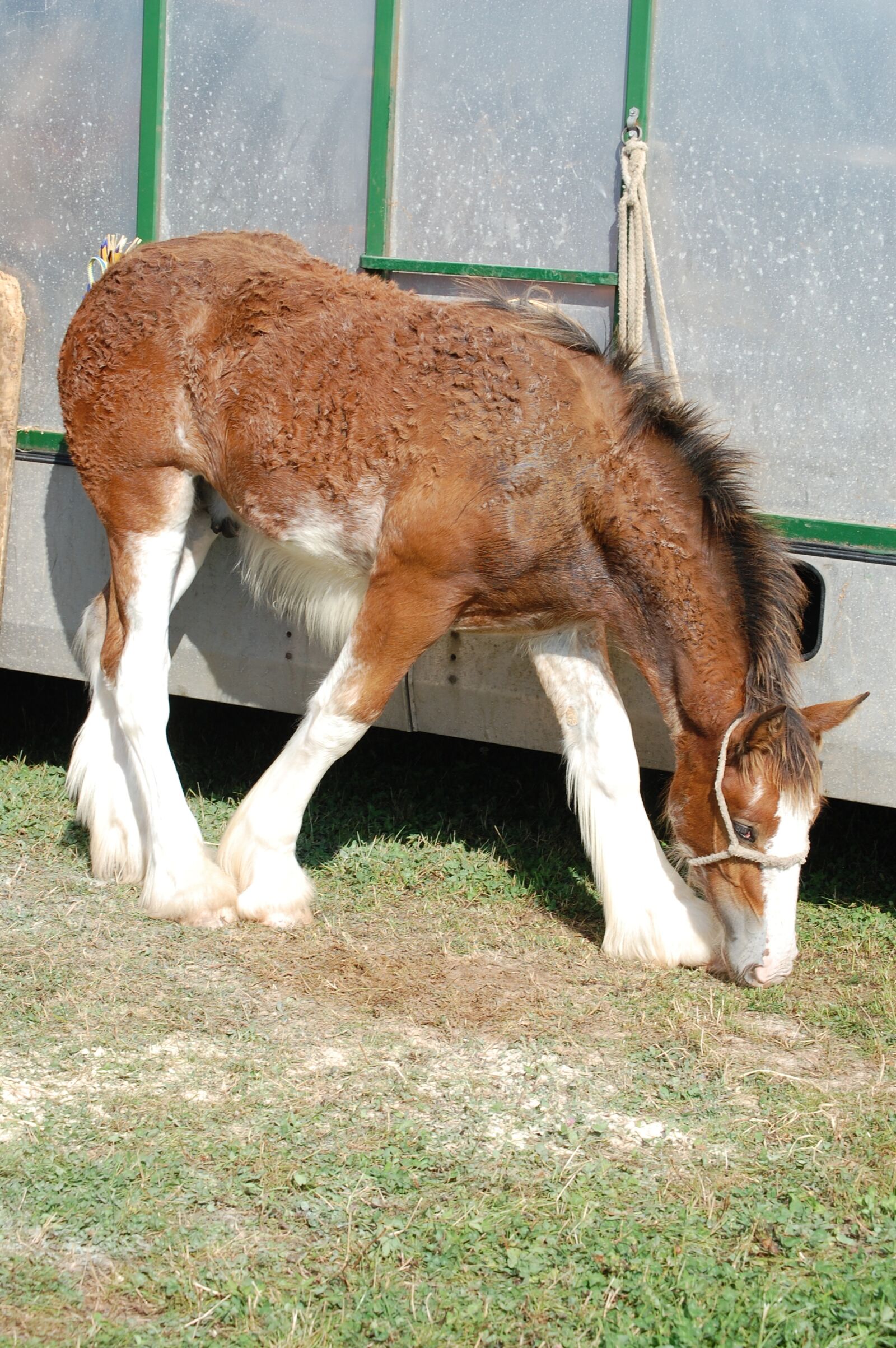 Nikon D40 sample photo. Clydesdale, foal, horse photography