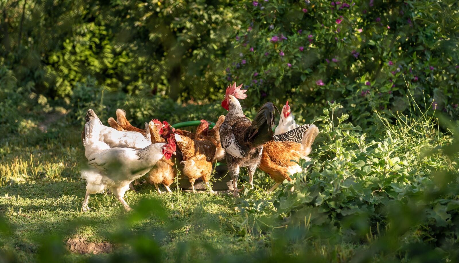 Nikon D750 sample photo. Chickens, chickens droves, poultry photography