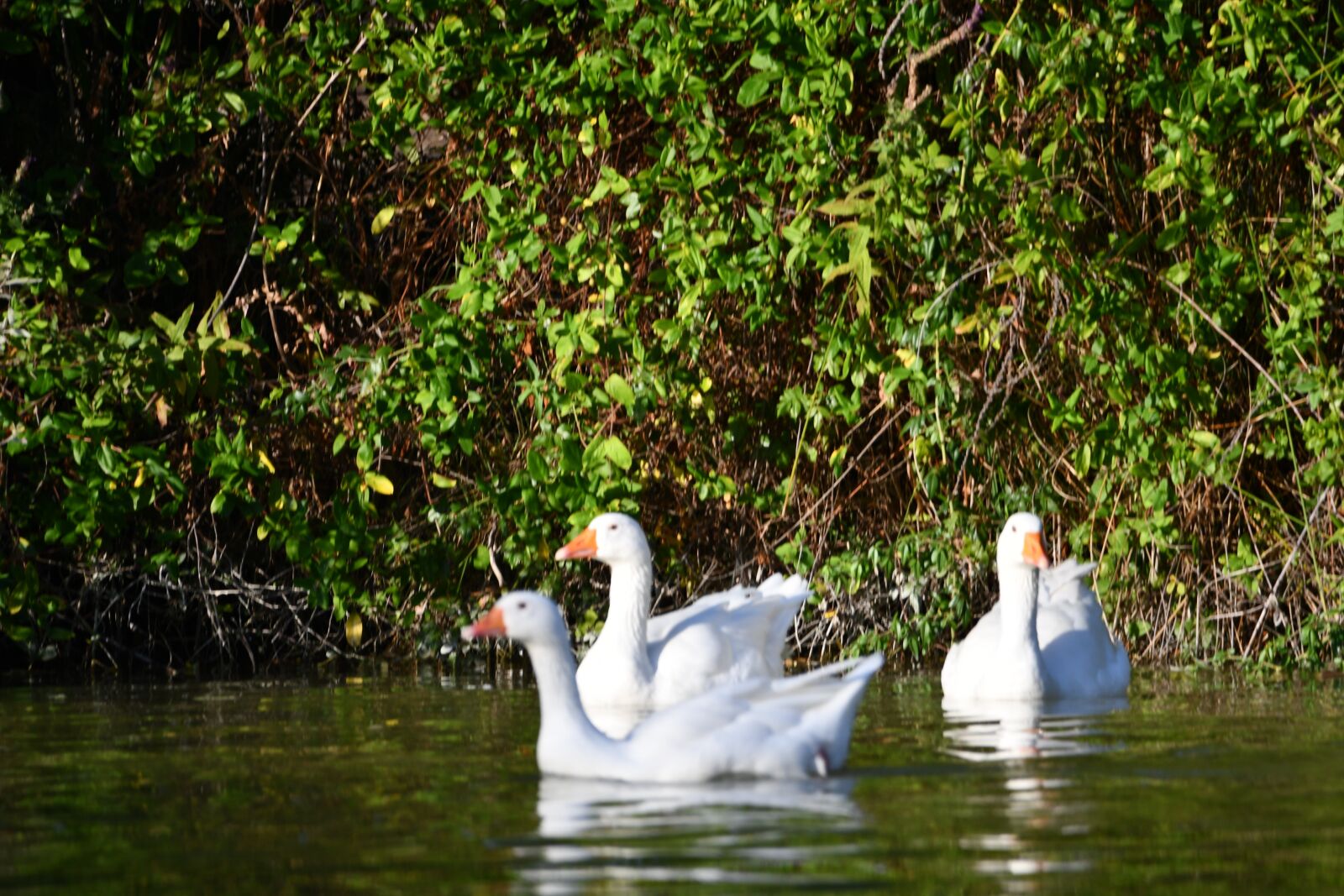 Nikon D7500 sample photo. Ducks, water, duck photography