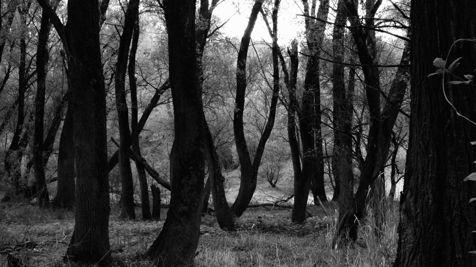 Panasonic DMC-FZ72 sample photo. Forest, trees, nature photography