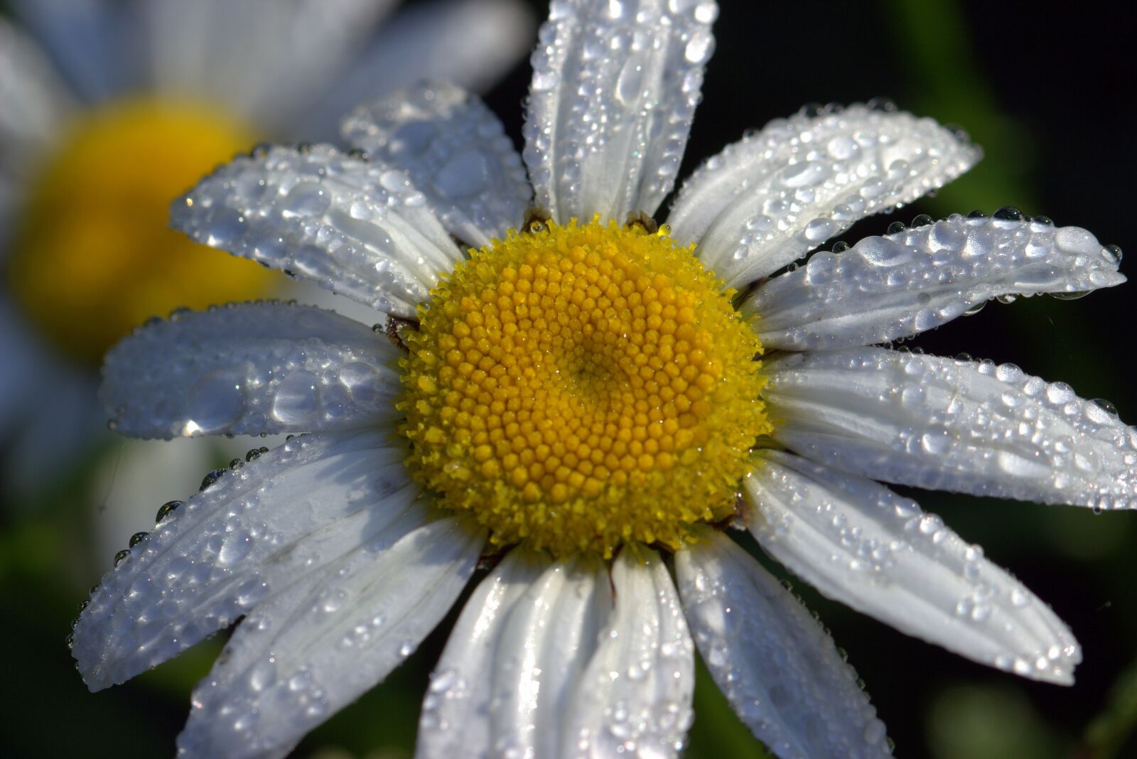 Canon EOS 650D (EOS Rebel T4i / EOS Kiss X6i) sample photo. Daisies, leucanthemum maximum, flowers photography