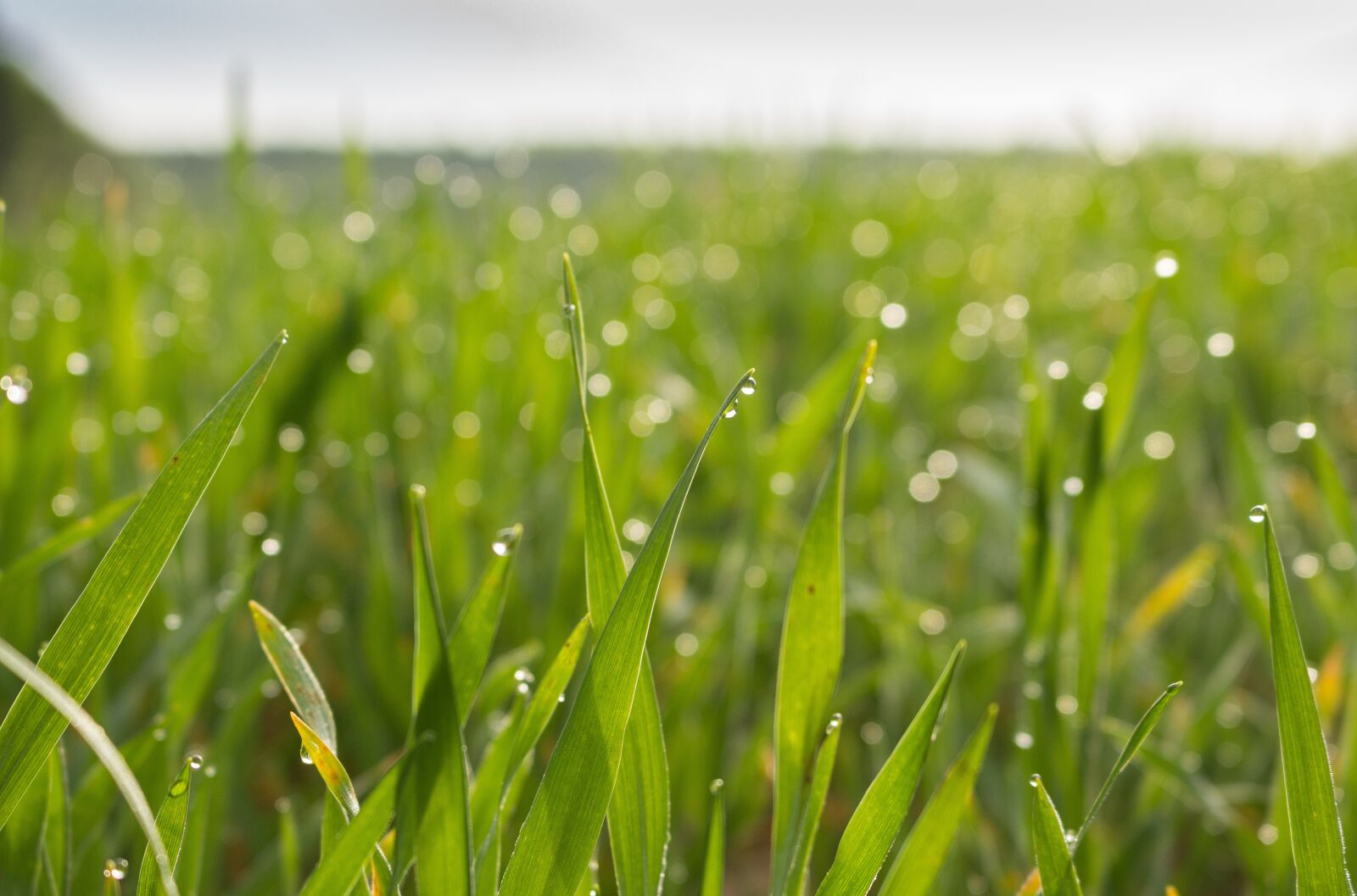 Canon EOS 700D (EOS Rebel T5i / EOS Kiss X7i) sample photo. Meadow, field, barley photography