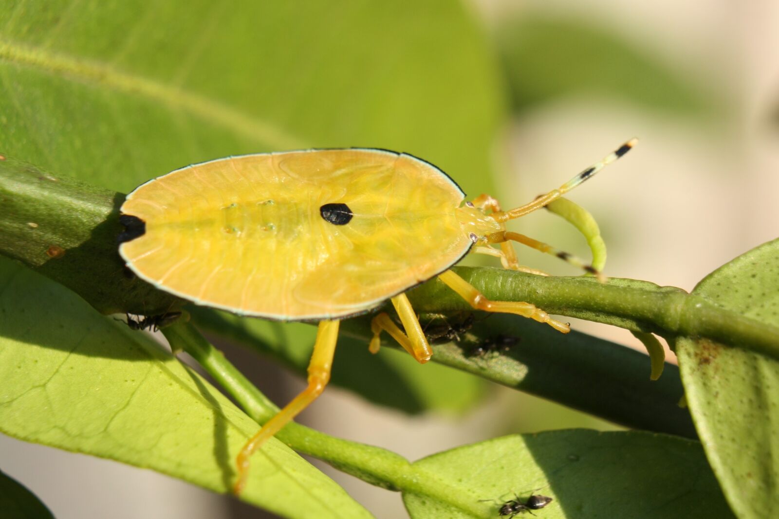 Canon EOS 1000D (EOS Digital Rebel XS / EOS Kiss F) sample photo. Stink bug, shield bug photography