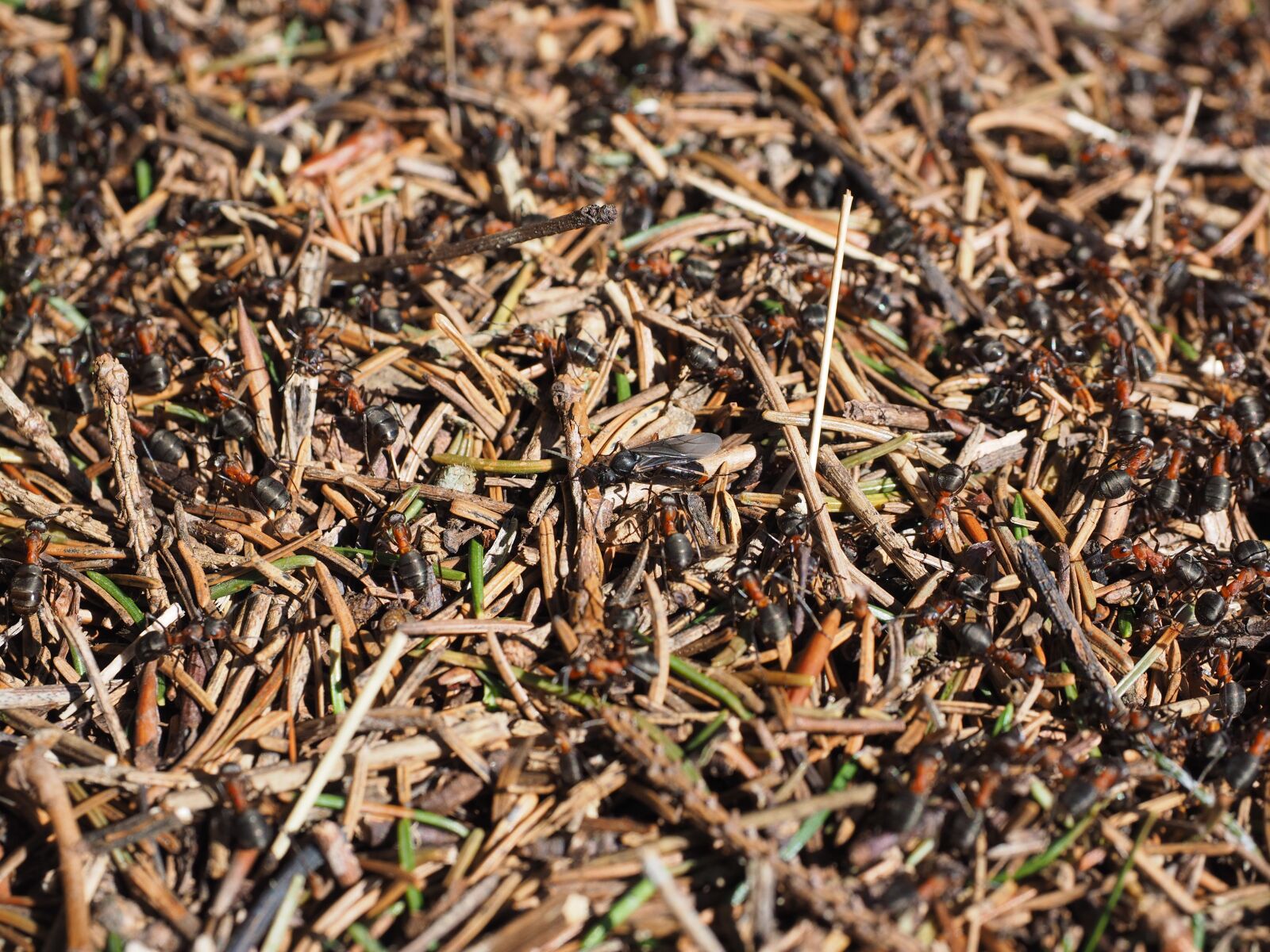 Olympus OM-D E-M1 + Olympus M.Zuiko Digital ED 12-40mm F2.8 Pro sample photo. Wood ants, ants, red photography