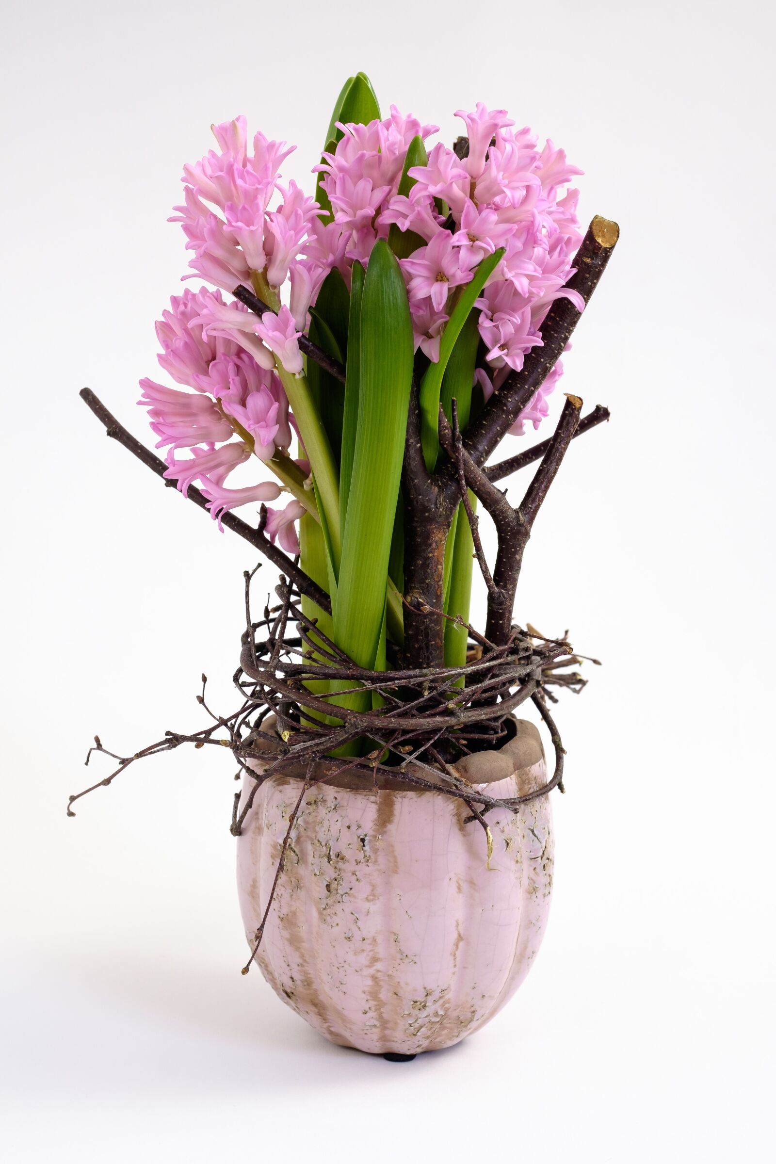 Fujifilm X-T1 sample photo. Hyacinth, pink, plant photography