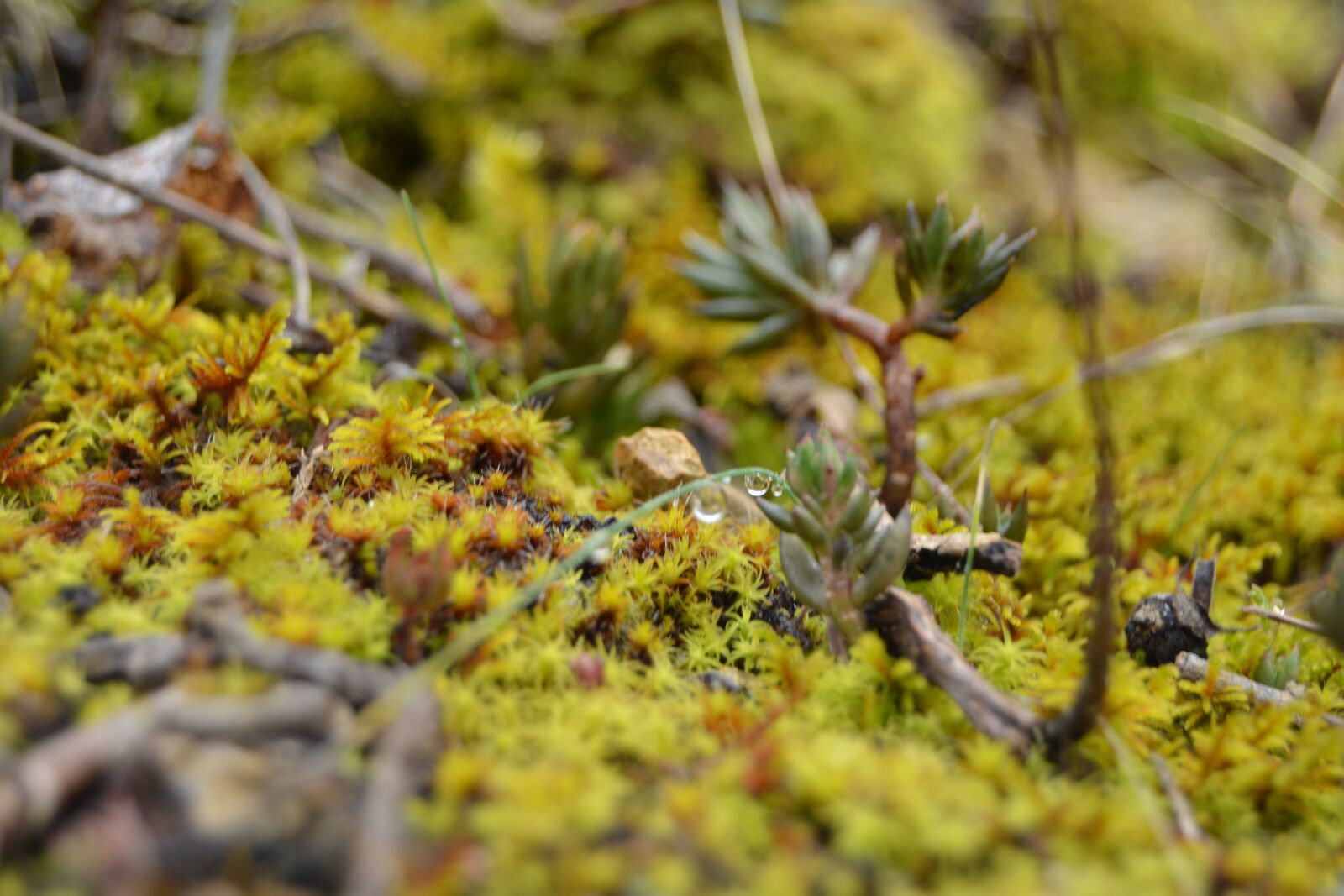 Nikon D5200 sample photo. Winter, leaves, soil photography