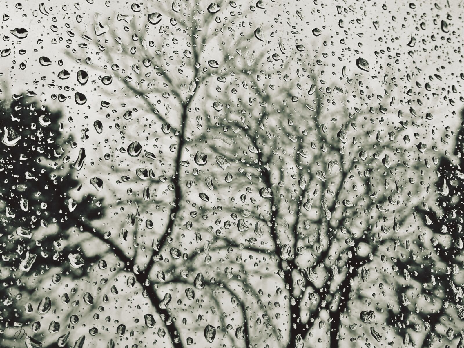 Panasonic Lumix DMC-FZ200 sample photo. Rain, raindrop, drop of photography