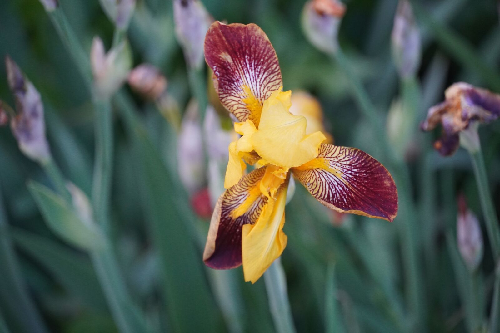 Sony a6400 sample photo. Flower, orange, bloom photography