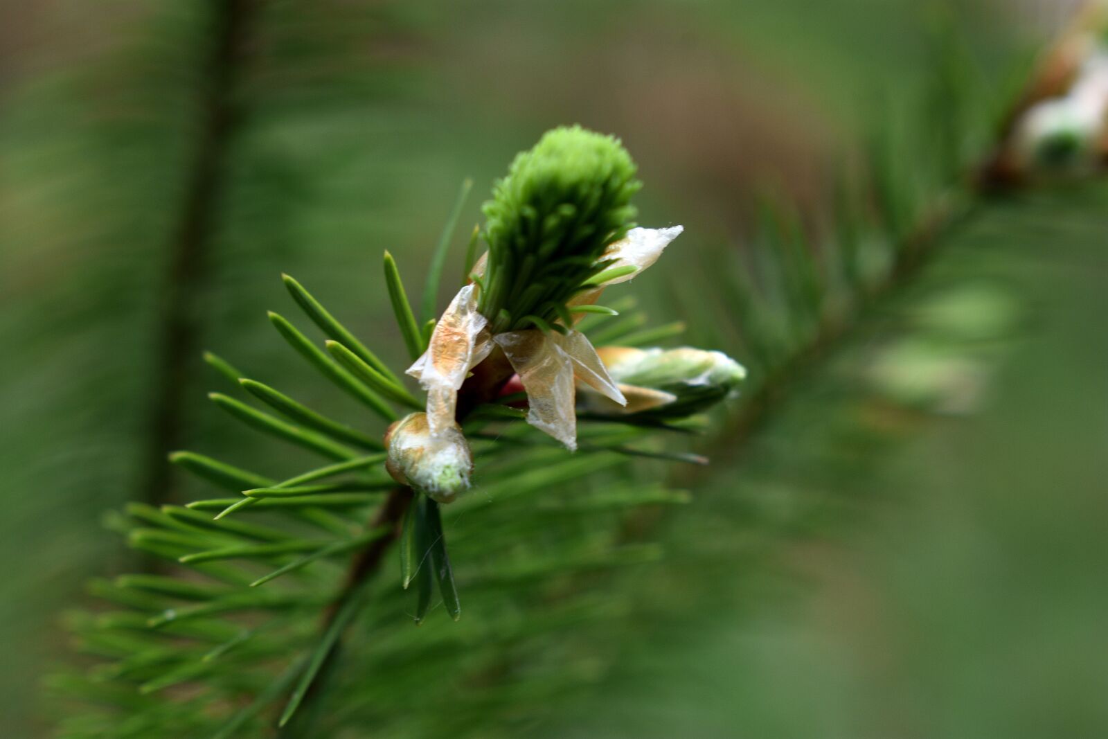 Nikon D3400 sample photo. Bud, pine, tree photography