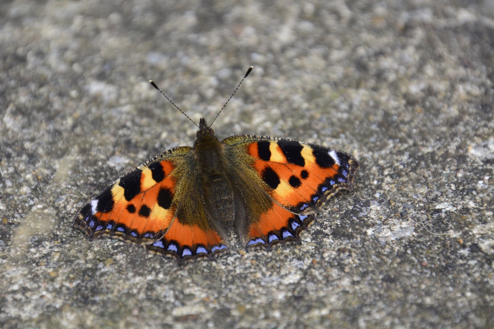 Nikon D5200 sample photo. Small tortoiseshell, butterfly, insect photography