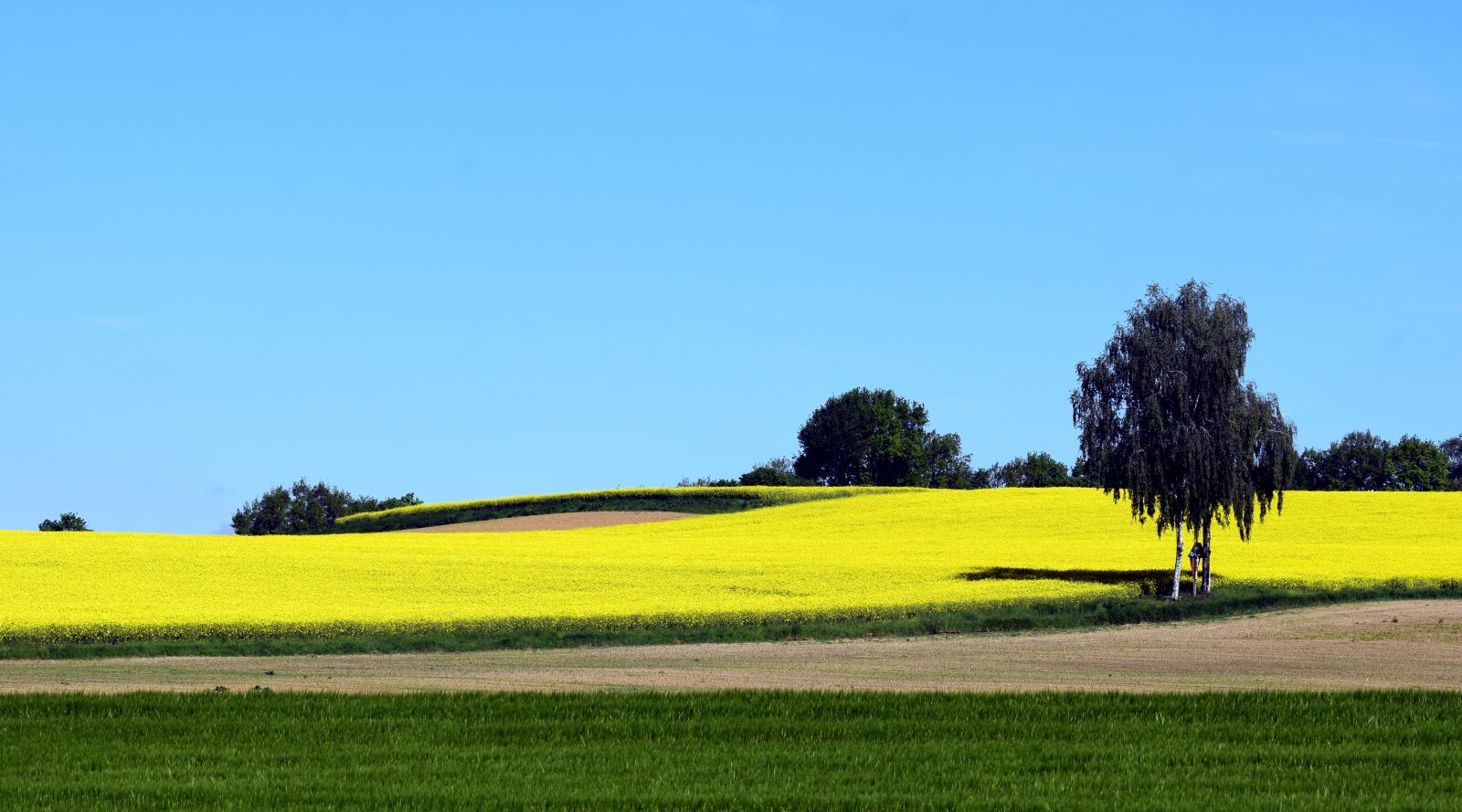 Nikon D3300 sample photo. Oilseed rape, field of photography