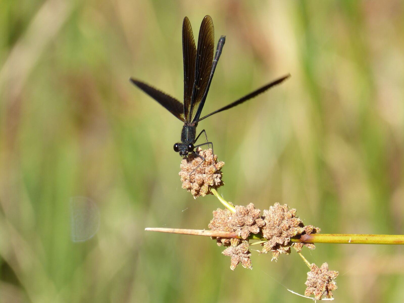 Panasonic DMC-FZ62 sample photo. Dragonfly, damselfly, insect photography