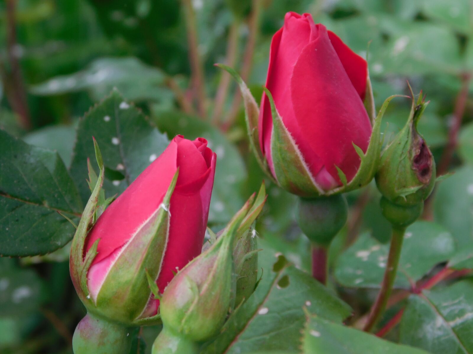 Nikon Coolpix L840 sample photo. Pink, roses, rose photography
