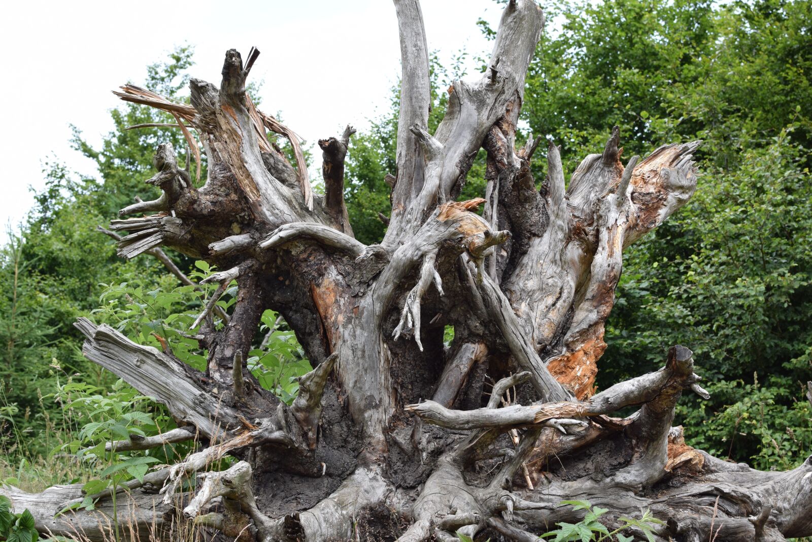 Nikon D5300 sample photo. Root, quaint, tree photography