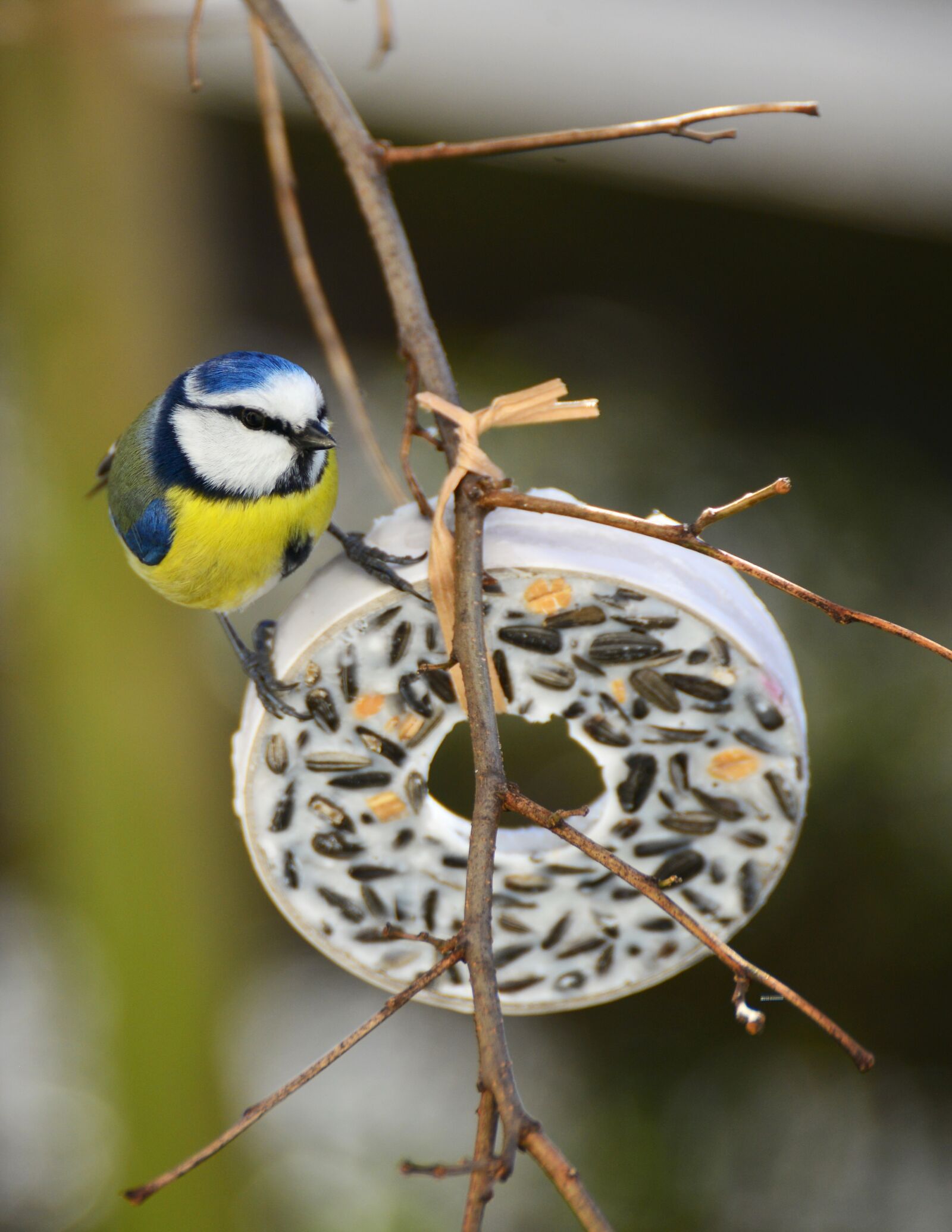 Nikon D610 sample photo. Tit, bird, tit rings photography