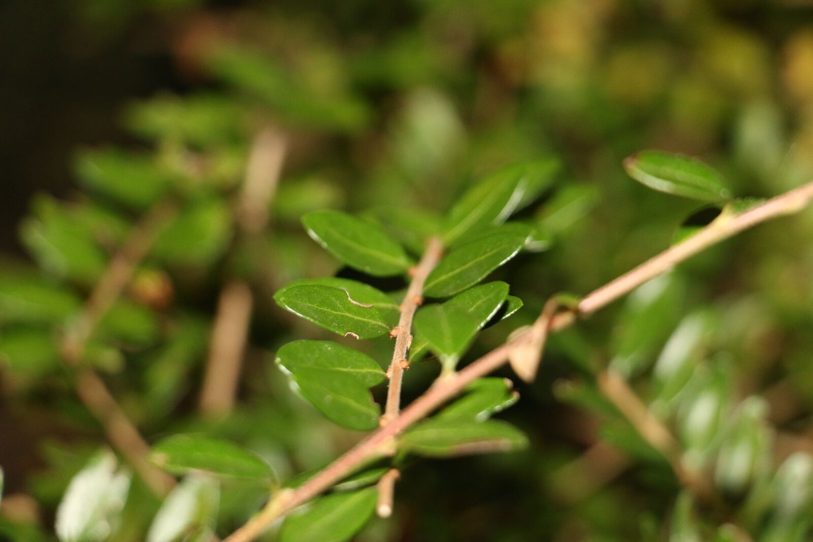 Canon EOS 70D sample photo. Flower, garden, green photography
