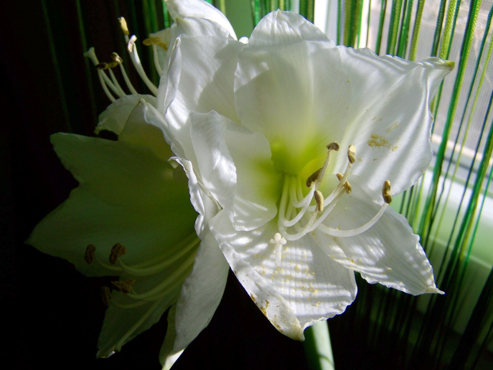 Kodak EASYSHARE ZD710 ZOOM DIGITAL CAMERA sample photo. Amaryllis, white flower, room photography