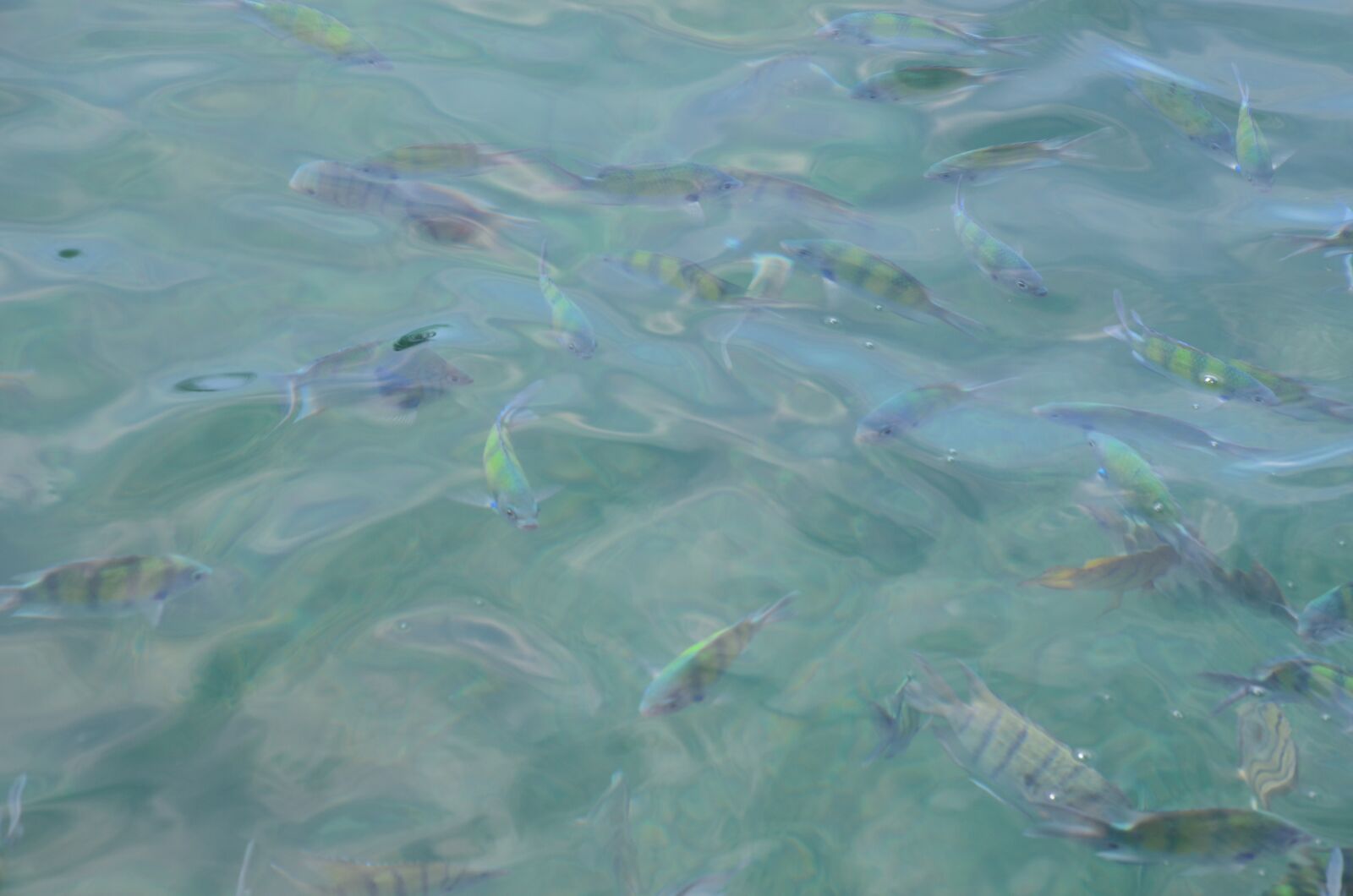 Nikon D5100 sample photo. Water, sea, fish photography
