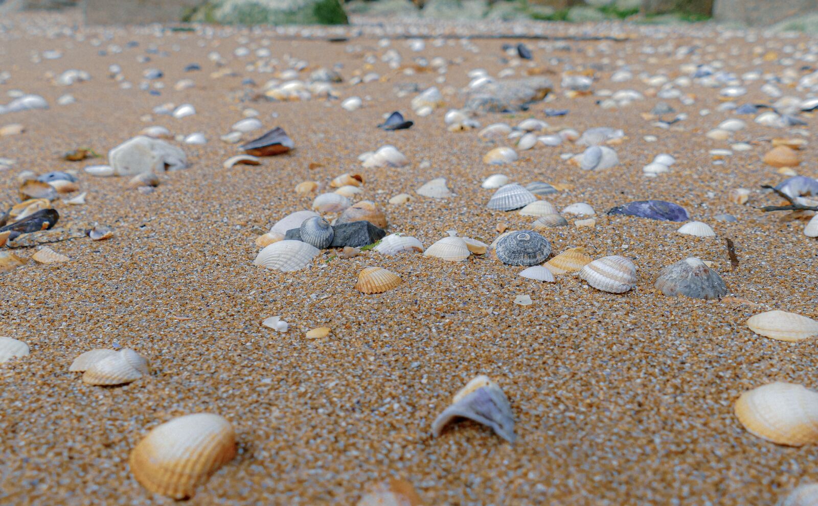 Panasonic Lumix DMC-FZ1000 sample photo. Shell, sea, beach photography