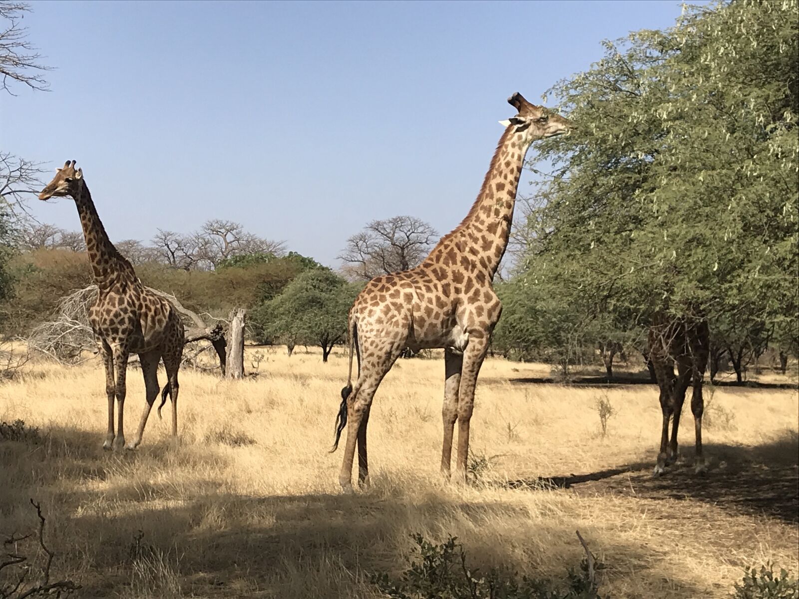 iPhone 7 back camera 3.99mm f/1.8 sample photo. Giraffes, reservation, animals photography