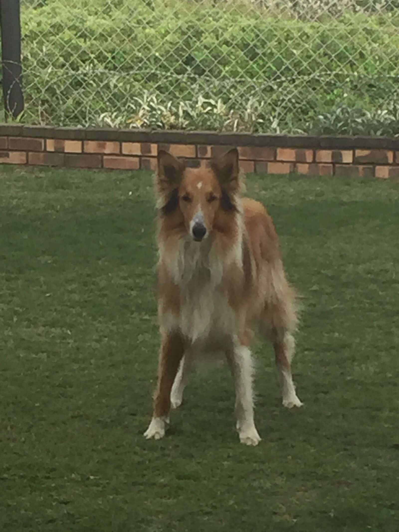 Apple iPhone 6 sample photo. Collie, dog, standing photography