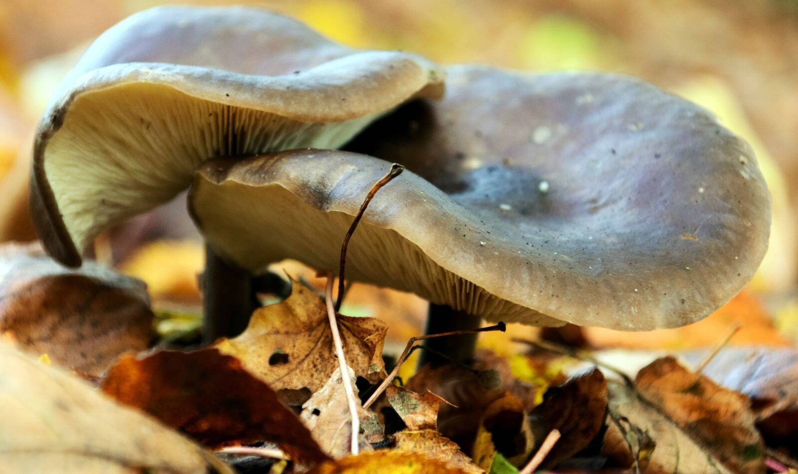 Nikon D3300 sample photo. Brown mushroom, nature, fungus photography
