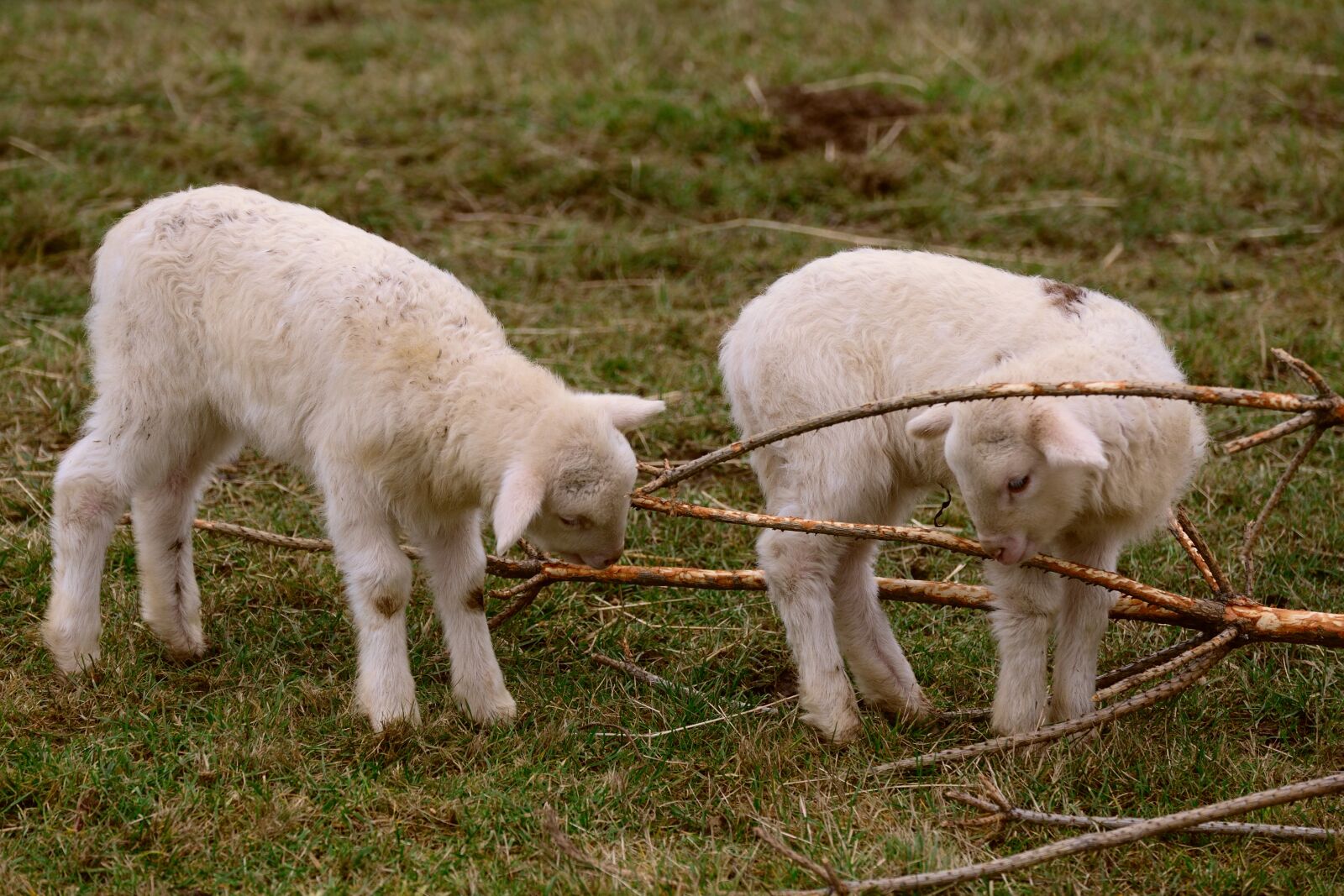 Nikon D610 sample photo. Sheep, lamb, farm photography