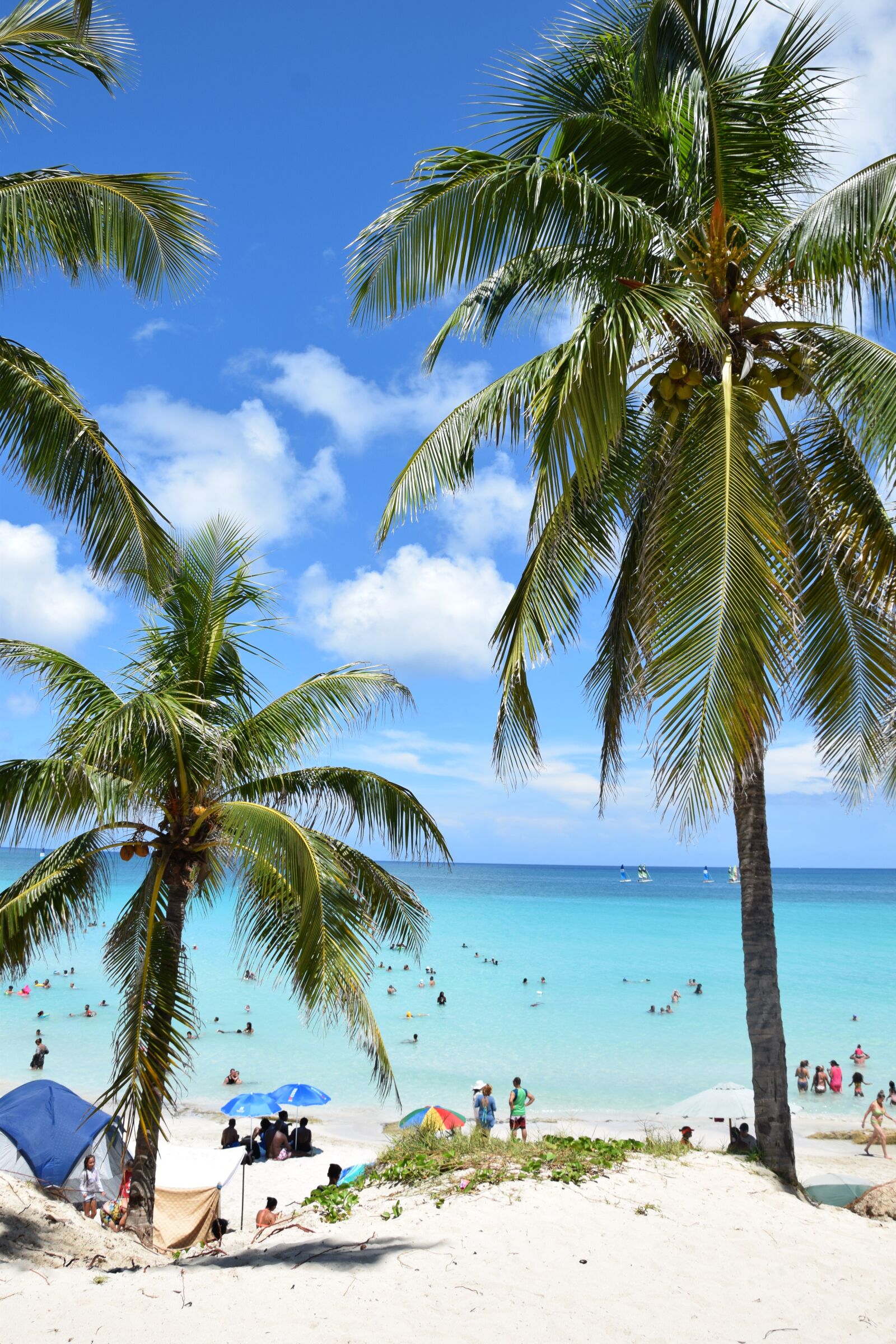 Nikon D3300 sample photo. Palm beach, palm, sea photography